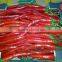 egyptian Fresh Chili