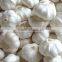 Fresh normal white garlic from cold store