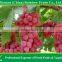 2015 new crop fresh red grape with high quality & competitive price