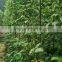 High Quality Chinese vegetable seeds Purple Long Bean Seeds Cowpea Seeds Yard Long Bean Seeds For Cultivation-9802