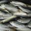 Frozen horse mackerel fish seafood supplier for thailand buyer