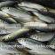 Frozen horse mackerel seafood price seafood company in China