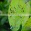 Pheromone lure of Diaphorina citri and trap set