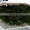 Moringa leaves drying sterilizing machine