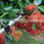 Multi-function Fruit Picking Device