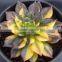 Echeveria Blacprince Variegated, Plants Echeveria, Succulent Plants, Tropical Plants