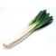 Chinese green onion