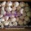 New Crop Chinese 4.5cm Pure White Fresh Garlic 3p small packing in mesh bag