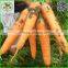 Hot Sale Fresh Bulk Carrot Price Per Ton 2016