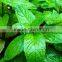 China manufacturer supply peppermint essential oil in bulk with private label