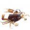 Amazon High Quality 6 Colors Sinking Saltwater Ice Fishing Biats  8cm 19g Soft Crabs  Fishing Lures