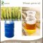 factory bulk whosalepure and nature Wheat Germ Oil with lower price