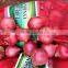 fresh organic red onion for sale