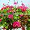 Sphagnum moss hanging basket 20" diameter