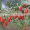 Hot Sale Organic Dried Goji Berry