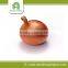 Yellow fresh onion price 2015