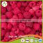 Golden Supplier of Top Quality Frozen Raspberry From China Processor
