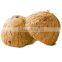 kerala coconut shells
