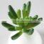 85 Different kinds Mixed Artificial succulent plants DIY Spring Collection