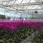 flower greenhouse