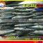 FROZEN LAYANG SCAD (MUROAJI) WHOLE ROUND