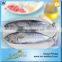 Carton or Woven Bag Packed Fat Content 16%-18% Bonito Fish Price