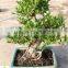 Ficus microcarpa 35cm pot bonsai tree