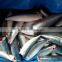 frozen pacific mackerel HGT