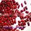 Chinese red kidney bean 2015