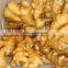 dried ginger bulk fresh ginger