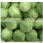 Fresh Cabbage