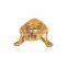 Indian Brass Vastu fengshui Tortoise Superb Handwork Old Hammered Statue Decorated Good Lucky