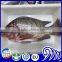 Best sale Frozen Black Tilapia Fish With Gutted and Scaled Gilled Specifications