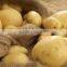 POTATO from Egypt