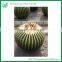 Indoor Plants Use and Subtropics Climate Echinocactus