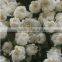 Carnation flower fresh cut carnation