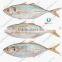 SCAD: ROUND/ LAYANG/ YELLOW TAIL/ YELLOWSTRIPE/ BIG EYES