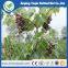 High quality agriculture shade anti bird netting