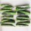 BRC Certified IQF Frozen Okra Whole