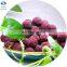 HIGH QUALITY FRESH FROZEN WAXBERRY RED BAYBERRY