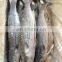 china frozen gutted grey mullet frozen grey mullet fish frozen grey mullet price