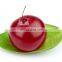 food grade cranberry powder cranberry extract in bulk