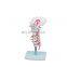 HC-S216 High Quality Orthopedic surgery Human occipital bone model with cervical vertebra/Human skeleton model