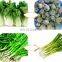 Automatic double-head root removal machine scallion garlic cabbage root cutting machine