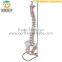 Natural Size,Spine,Intervertebral Discs,Pelvis Model                        
                                                Quality Choice