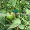 fix capsicum tapetool