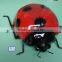 Insect Model for Sale Coccinella Septempunctata