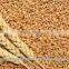 14 % Protein Milling Wheat