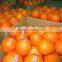 2016 Juicy Fresh Navel Orange