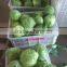 Beijing Green Cabbage